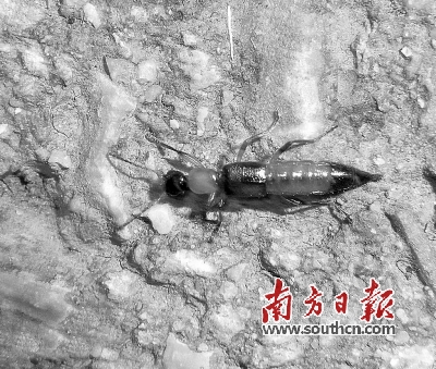 网传夺命隐翅虫 有毒但无需恐慌